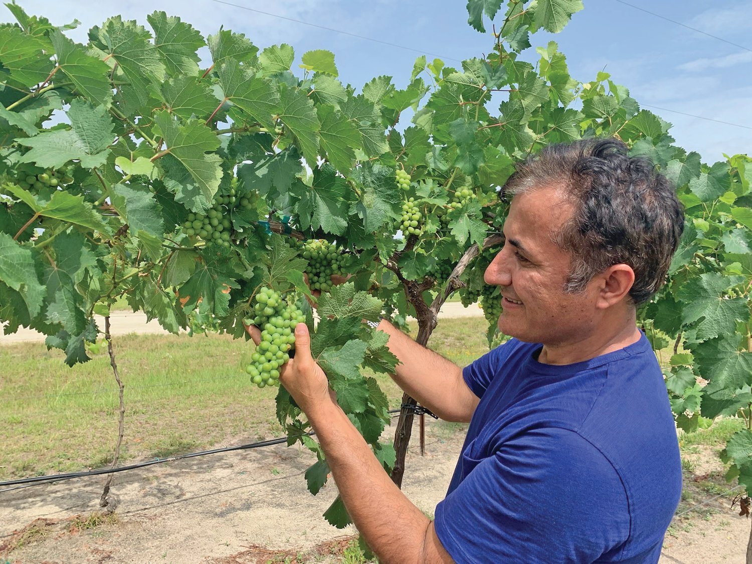 Ali Sarkhosh, UF/IFAS assistant professor of horticultural sciences, examines grapes in a research field.